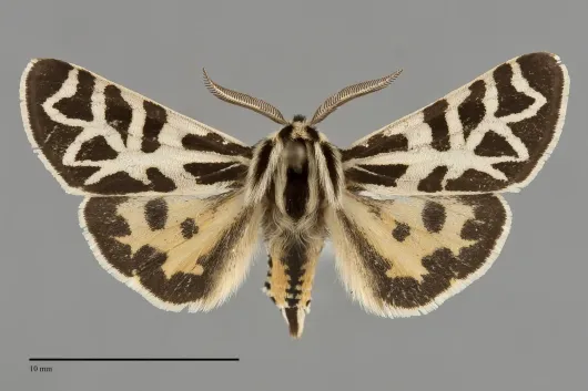 Apantesis blakei