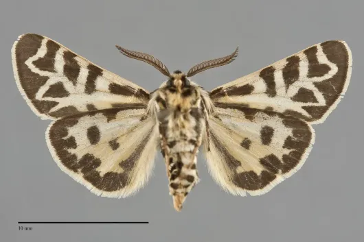 Apantesis blakei