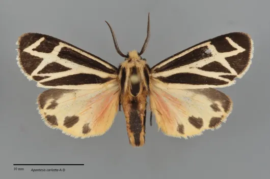 Apantesis carlotta