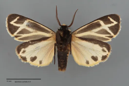 Apantesis carlotta