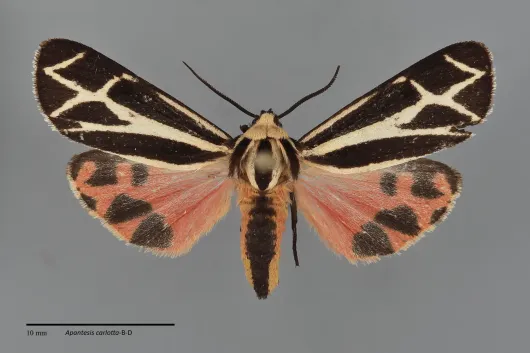 Apantesis carlotta