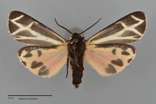 Apantesis carlotta