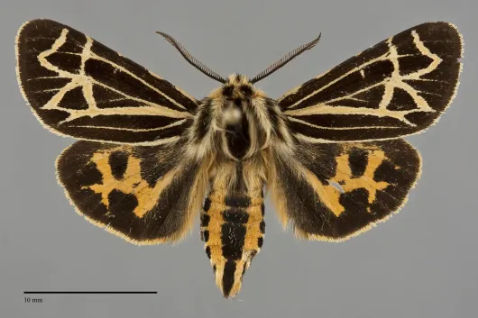 Apantesis complicata