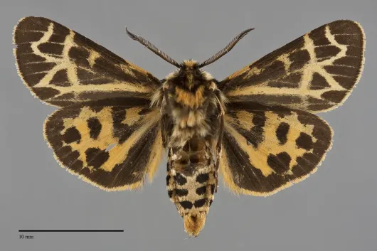 Apantesis complicata