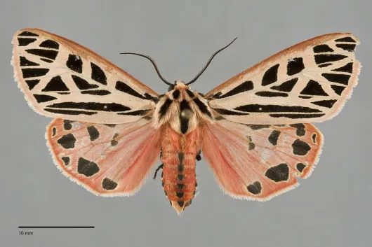 Apantesis doris