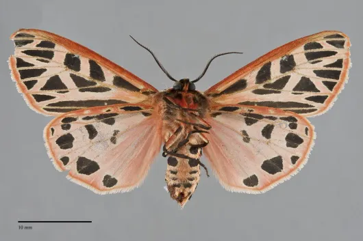 Apantesis doris