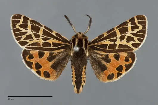 Apantesis edwardsii