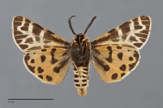 Apantesis edwardsii