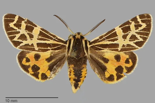 Apantesis edwardsii