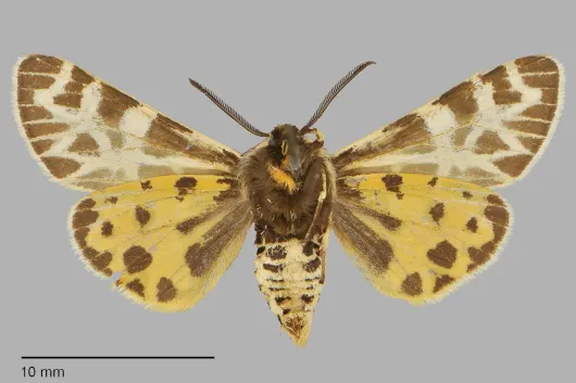 Apantesis edwardsii
