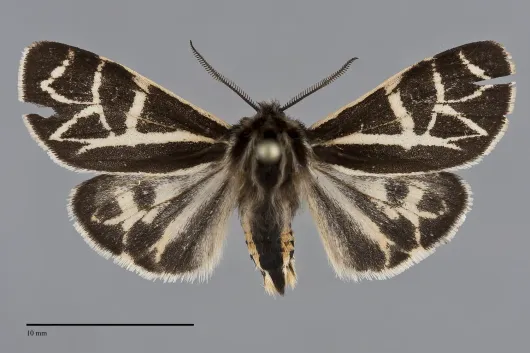 Apantesis elongata