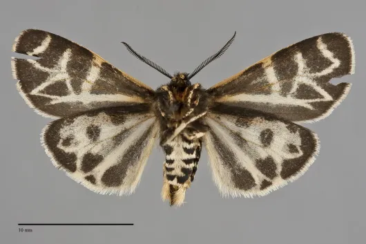 Apantesis elongata