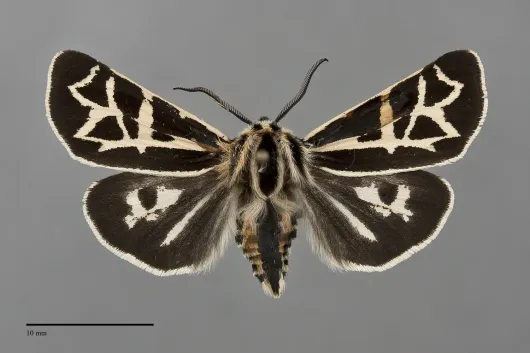Apantesis elongata