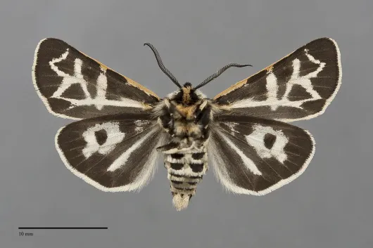 Apantesis elongata