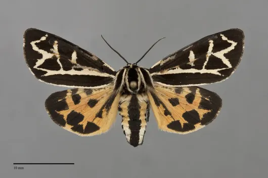 Apantesis elongata