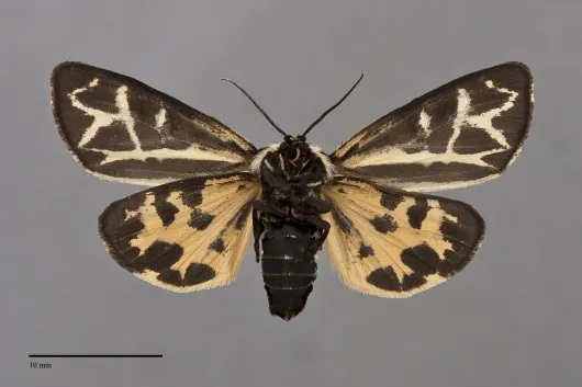 Apantesis elongata