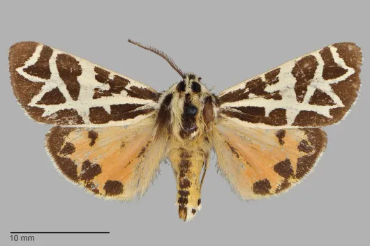 Apantesis eureka