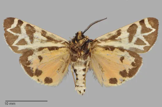 Apantesis eureka