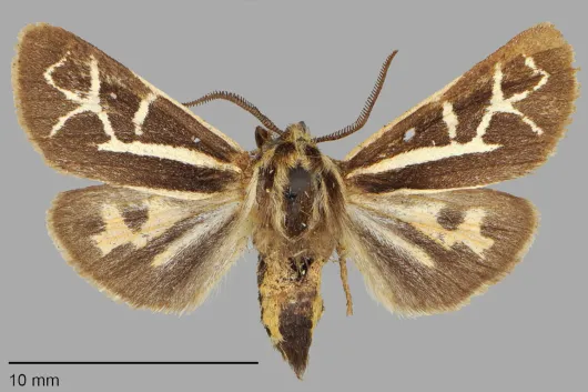 Apantesis margo