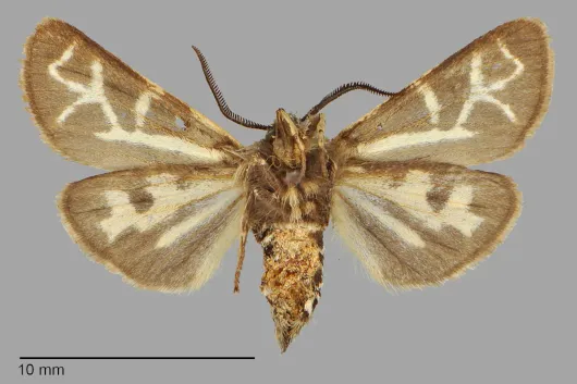Apantesis margo