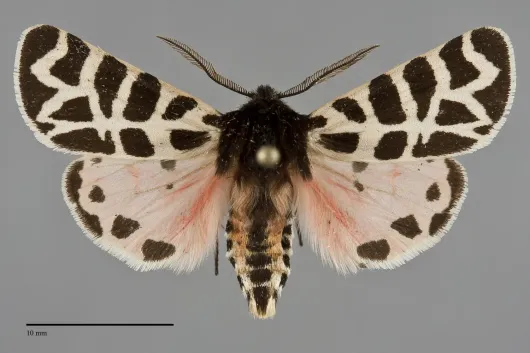 Apantesis nevadensis