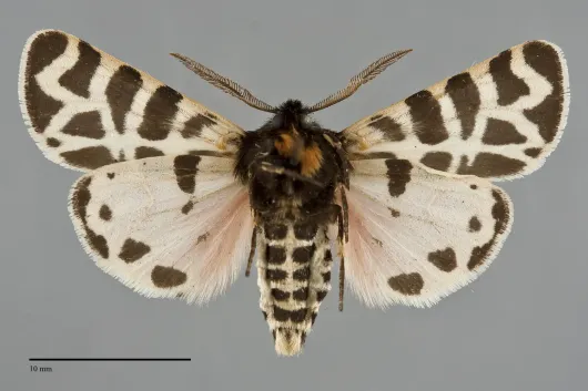 Apantesis nevadensis