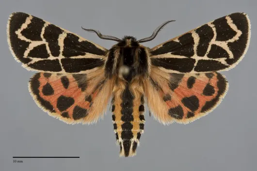 Apantesis nevadensis