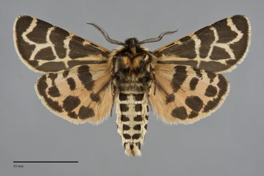 Apantesis nevadensis