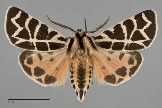 Apantesis nevadensis