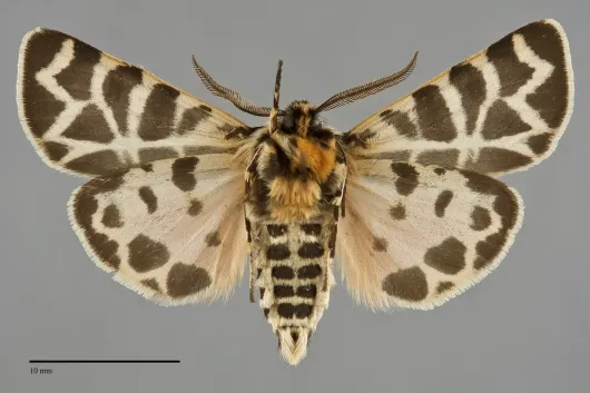 Apantesis nevadensis