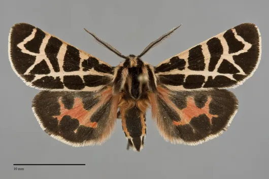 Apantesis nevadensis