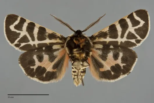 Apantesis nevadensis