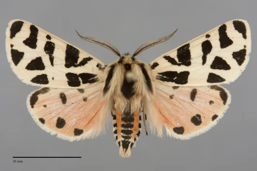 Apantesis nevadensis