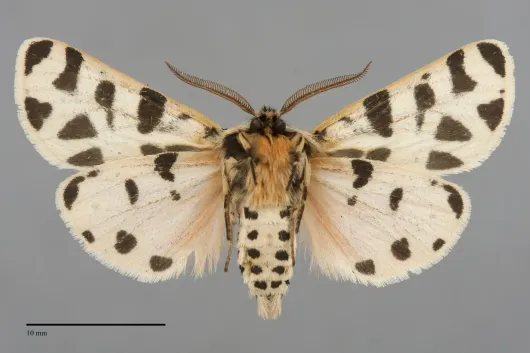 Apantesis nevadensis