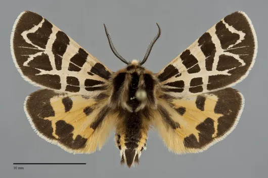 Apantesis ornata