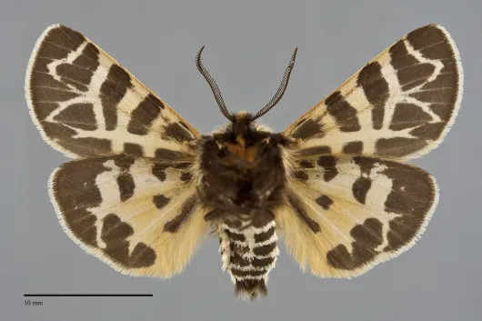 Apantesis ornata