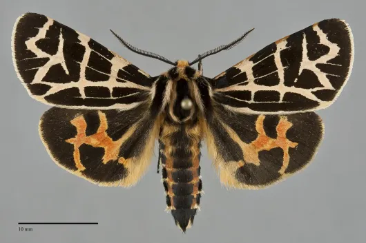 Apantesis ornata