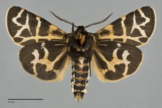 Apantesis ornata