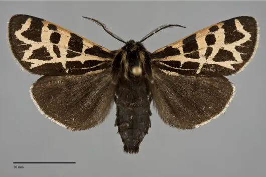 Apantesis ornata
