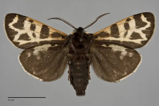 Apantesis ornata