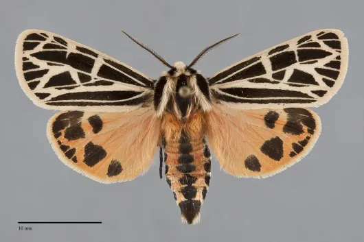 Apantesis parthenice