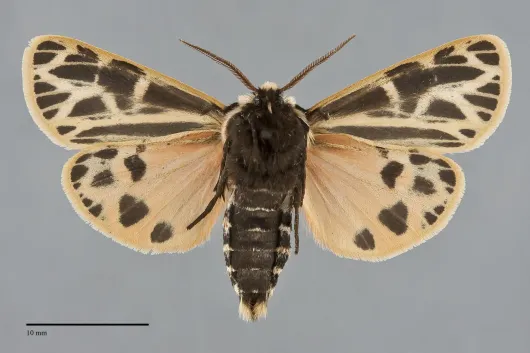Apantesis parthenice