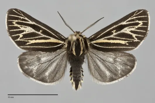 Apantesis quenseli