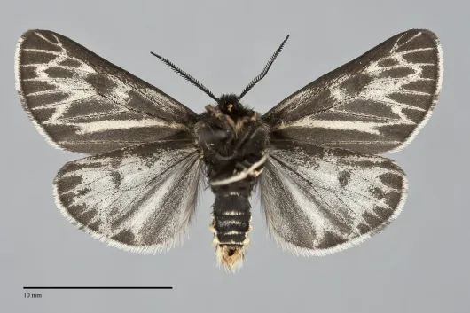 Apantesis quenseli
