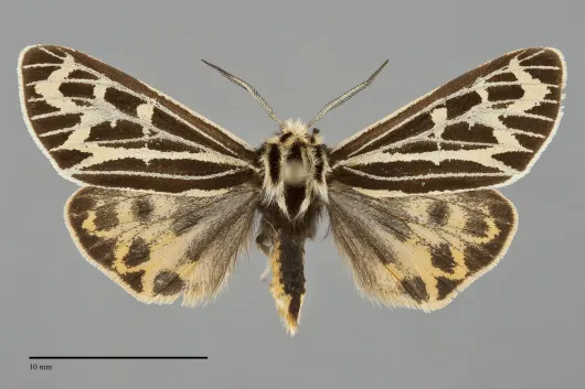 Apantesis quenseli