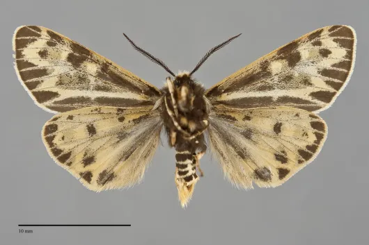 Apantesis quenseli