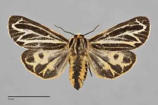 Apantesis speciosa