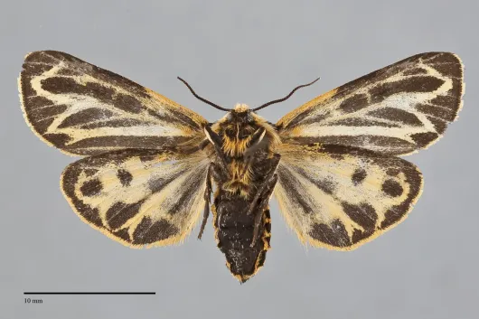 Apantesis speciosa
