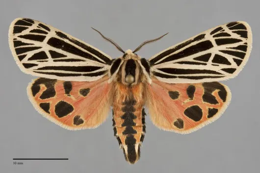 Apantesis virgo