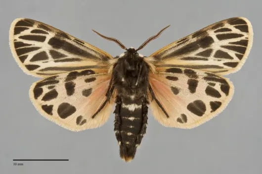 Apantesis virgo